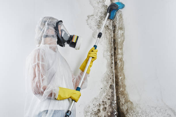 Best Kitchen Mold Remediation in Ranchettes, WY