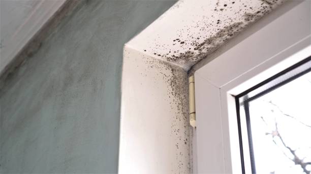 Best DIY Mold Remediation Support Services in Ranchettes, WY