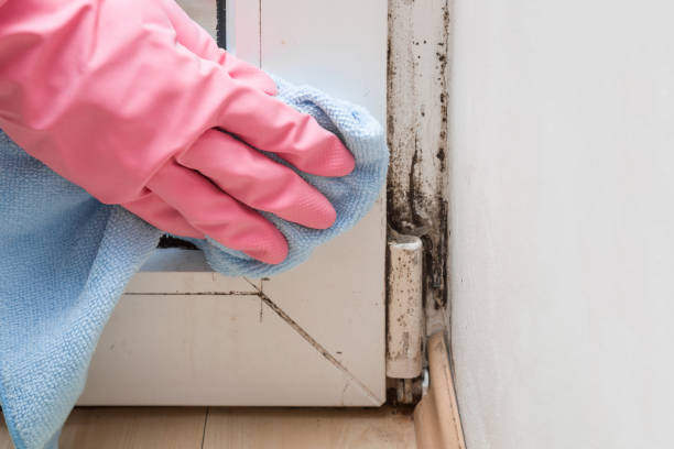 Best White Mold Remediation in Ranchettes, WY