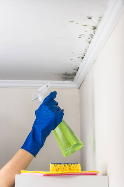 Best HVAC Mold Remediation in Ranchettes, WY