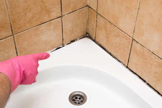 Best Black Mold Remediation in Ranchettes, WY