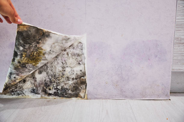 Best Health and Safety Mold Remediation in Ranchettes, WY